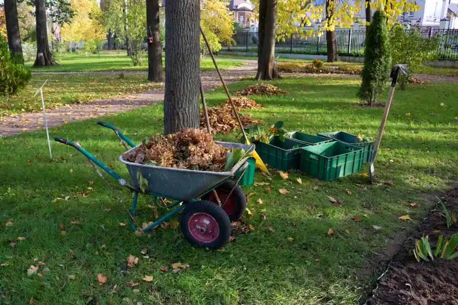 Lawn Cleanup