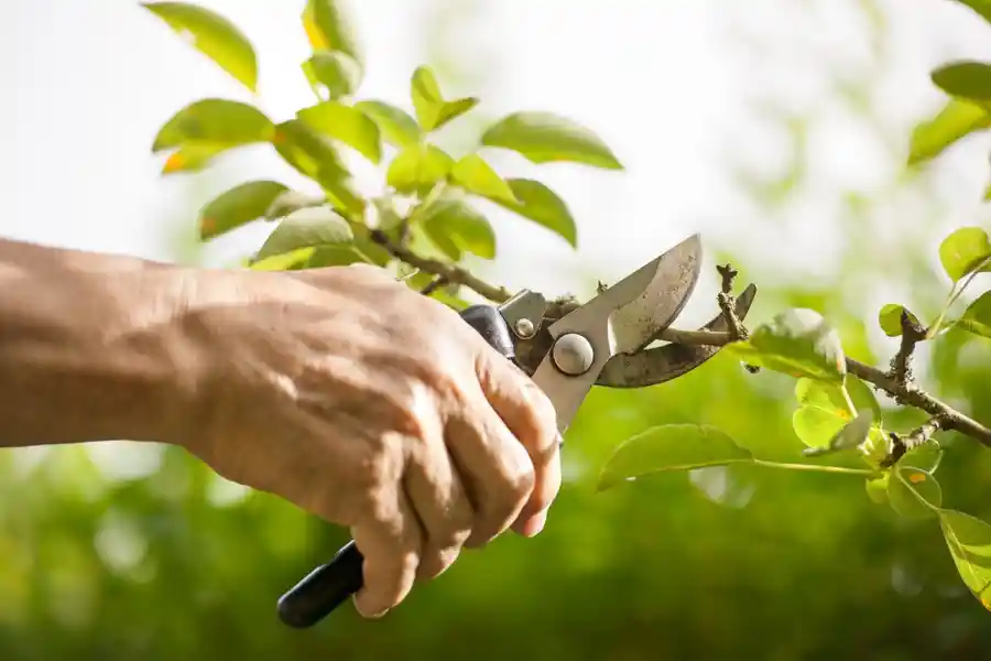 Tree Trimming